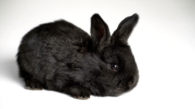 rabbit-or-bunny-on-white-background