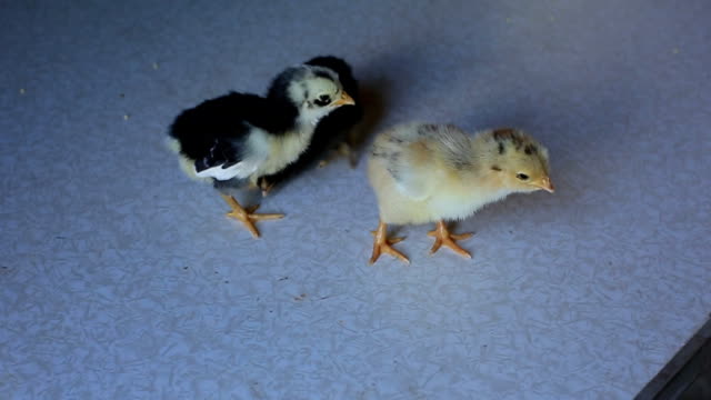 ein-kleines-Neugeborenes-Huhn-geht-auf-einem-Holztisch-und-Korn-pickt.