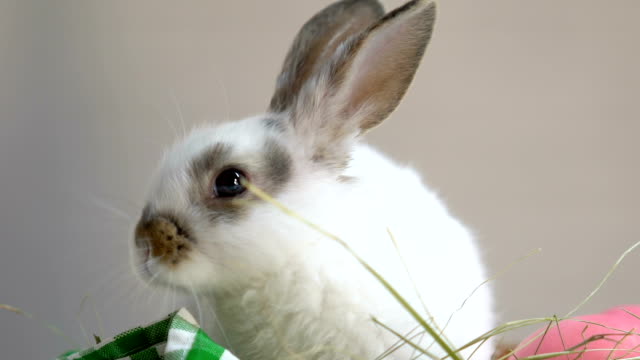 Funny-little-rabbit-sitting-in-basket,-eating-grass,-happy-Easter-inscription