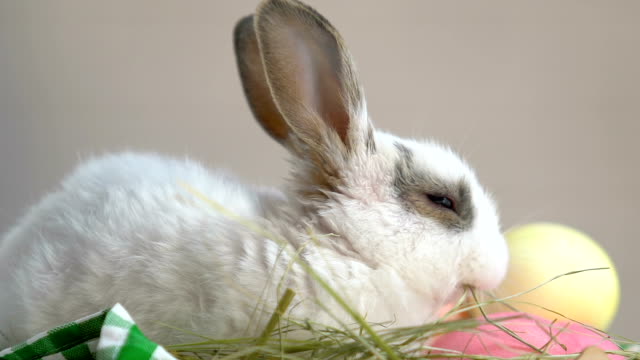 Fluffy-bunny-disfrutando-de-hierba-fresca,-sentado-en-la-cesta-con-huevos-de-Pascua,-símbolo