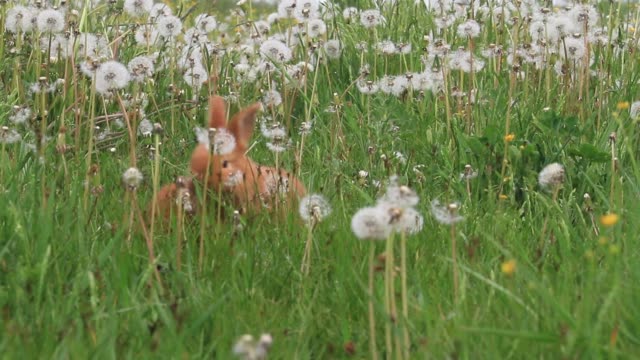 rabbits-run-among-dandelions