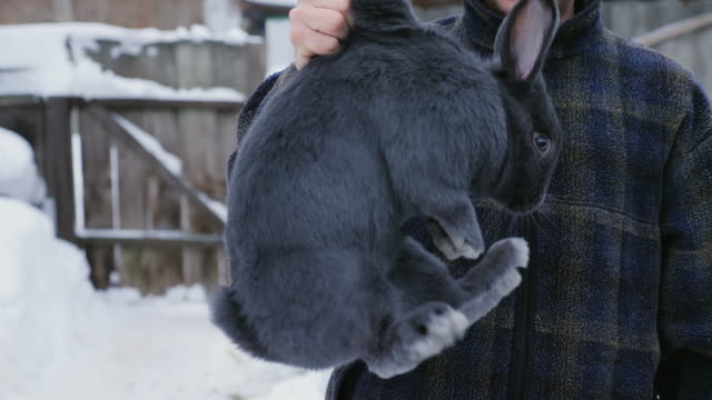 A-farmer-inspects-a-big-blue-rabbit-holding-his-withers