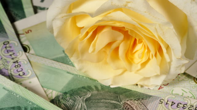 Polish-zloty-banknotes-and-rose-flower