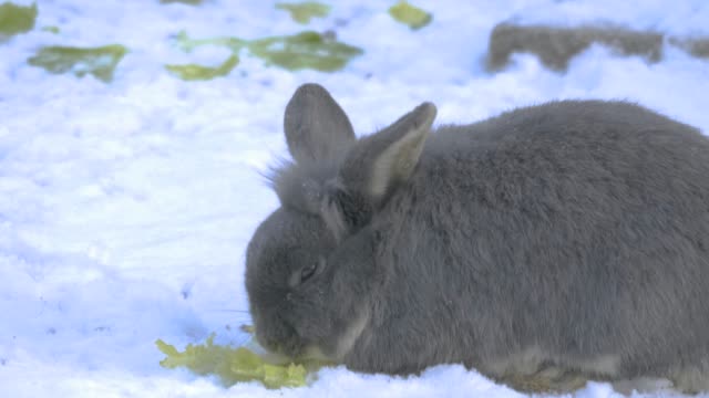 Grey-bunny-rabbit-in-snow