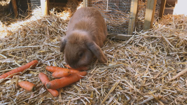 conejo-dulce-y-marrón-come-zanahorias-frescas-en-la-Hutch-de-conejo