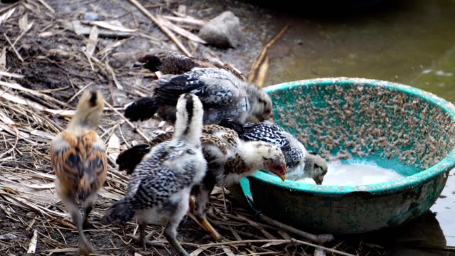 Many-chicks-are-eating-food