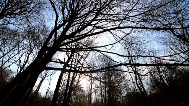 Kamerabewegung-zwischen-Bäumen-ohne-Blätter.-Die-Sonne-scheint-in-die-Kamera-gegen-den-blauen-Himmel-und-die-Äste.-Die-dunkle-Landschaft