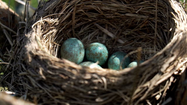 Los-huevos-de-un-Zorzal-salvaje-que-yace-en-el-nido-bajo-un-sol-primaveral-por-la-mañana