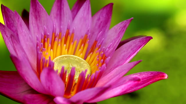 Gold-coin-in-pink-lotus-flower
