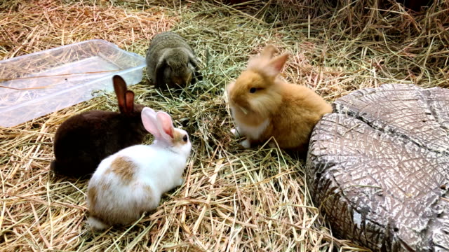 Rabbits-in-cage-are-eating-grass-on-the-farm-very-tasty-and-happy.