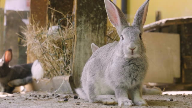 Ein-Kaninchen,-das-auf-der-Wiese-grünes-Gras-isst-und-sich-in-der-Umliegenden-Natur-umsieht.