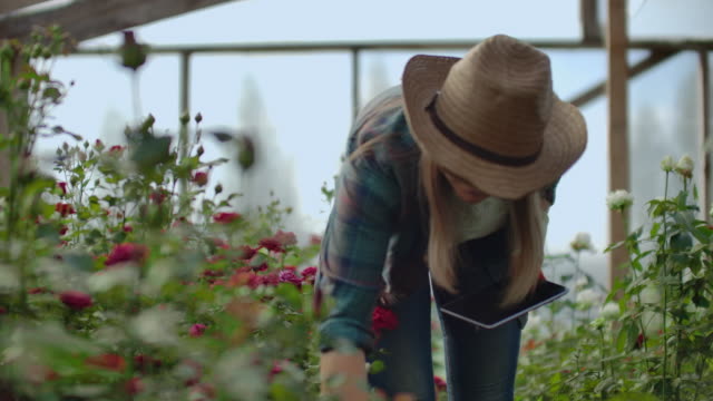 Mujer-jardinera-en-un-sombrero-en-busca-de-flores.-Un-florista-moderno-utiliza-una-tableta-para-analizar-el-rendimiento-de-las-flores.