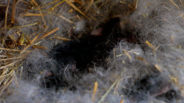 Conejos-recién-nacidos-en-pelo-de-conejo-de-la-madre-de-su-nido