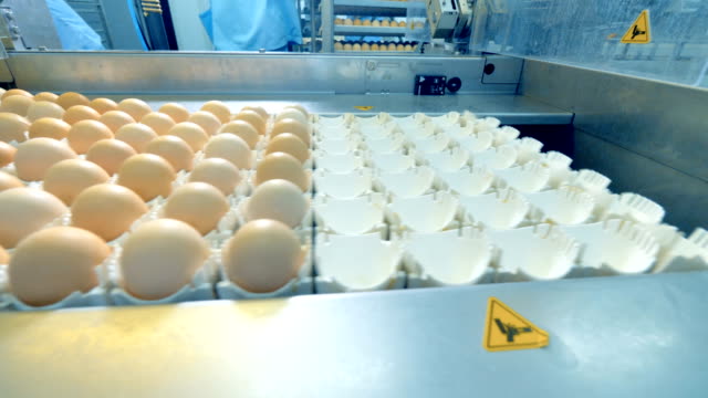 Chicken-eggs-moving-on-conveyor.-Modern-agriculture-equipment-in-action.-4K.