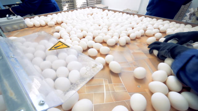 Chicken-eggs-sorting.-4K.