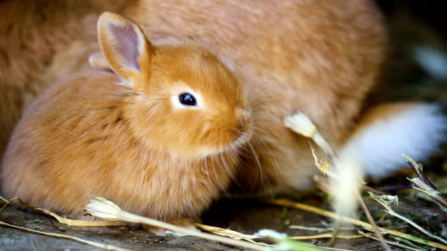little-red-rabbits-at-the-cage