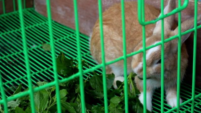 conejo-comiendo-vegetales
