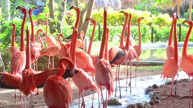 Flock-of-pink-flamingos-at-the-zoo