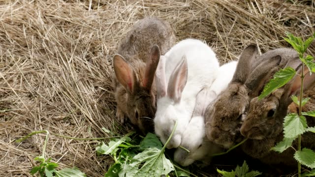 Viele-Kaninchen-sitzen-zusammen-auf-auf-dem-Rasen
