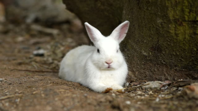 conejos-comiendo-hierba-en-el-suelo-de-la-jaula