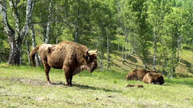 European-bison-(Bison-bonasus).