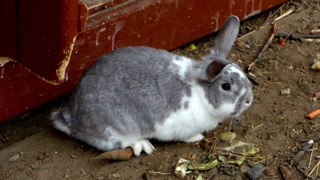 Große-flauschige-Kaninchen-essen-Karotten-und-Kohl-im-Land-Hof