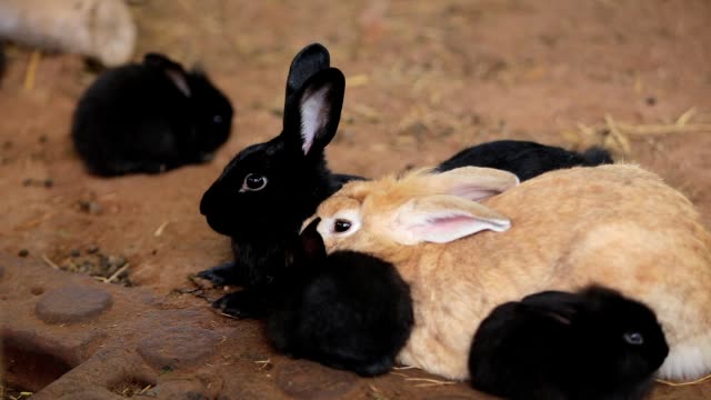 Closeup-eye-Animal-Bunny-or-Hare-or-Black-Rabbit-on-the-ground
