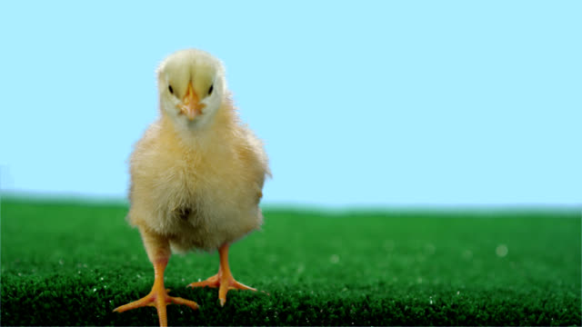 Baby-chicken-stands-alone-on-green-turf.-Medium-shot