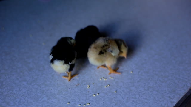 un-pequeño-pollo-recién-nacido-camina-sobre-una-mesa-de-madera-y-picotean-grano.