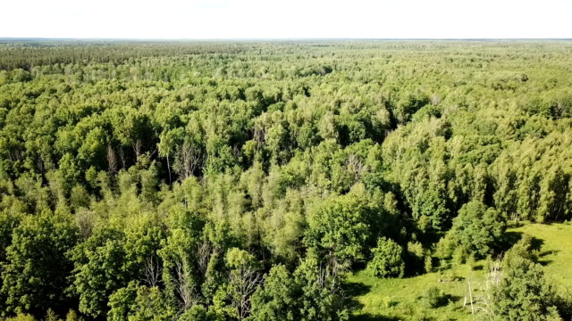 Aerial-view-of-picturesque-forest-landscape