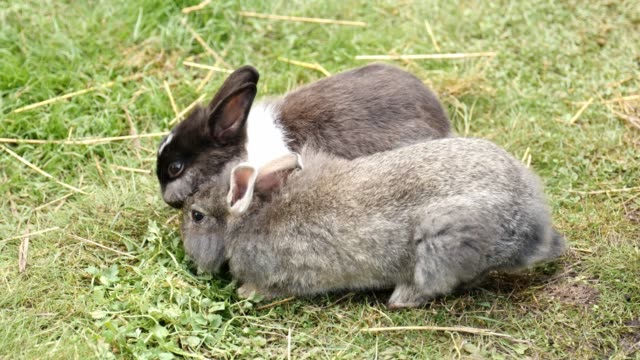 Rabbits-on-the-grass