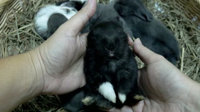 Schöne-zwanzig-Tage-Baby-Kaninchen-in-einem-Heunest