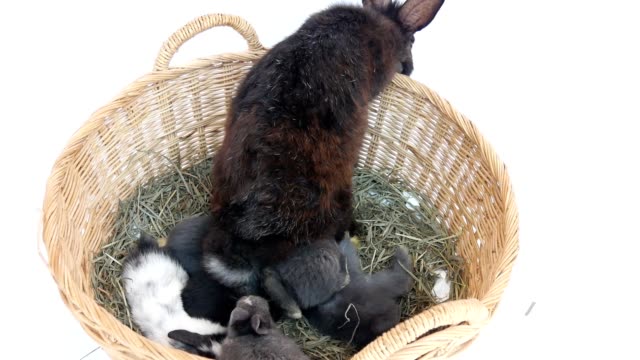 Schöne-zwanzig-Tage-Baby-Kaninchen-in-einem-Heunest