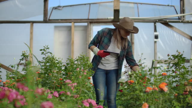 Mujer-jardinera-en-un-sombrero-en-busca-de-flores.-Un-florista-moderno-utiliza-una-tableta-para-analizar-el-rendimiento-de-las-flores.
