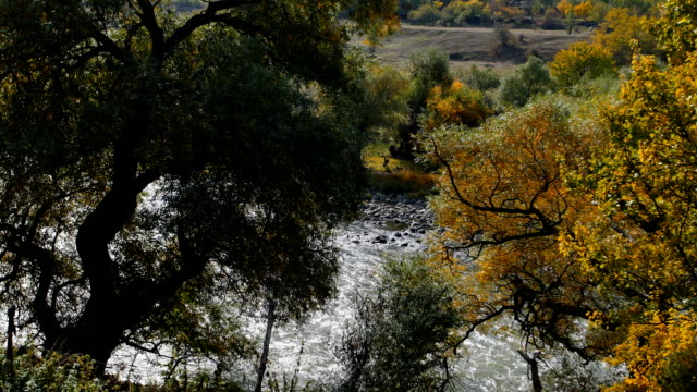 Fast-mountain-river-flows.-View-thru-the-trees