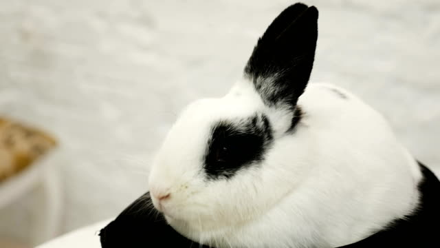 weiße-Kaninchen-sitzt