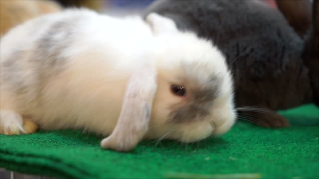 Rabbit-bunny-baby-HD-footage