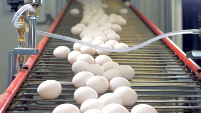 Eggs-sorting-in-the-factory.-Egg-sorting-conveyor-in-action.
