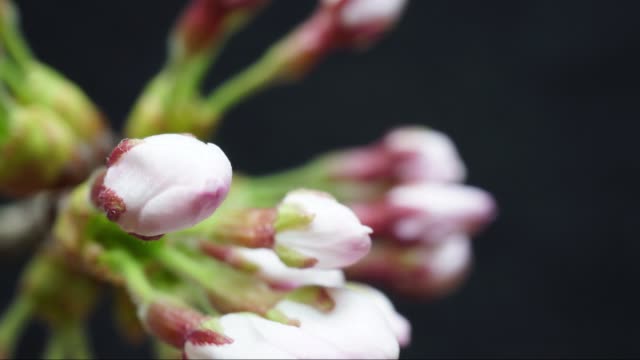 Beginn-der-Kirschblüte-season(Time-lapse)