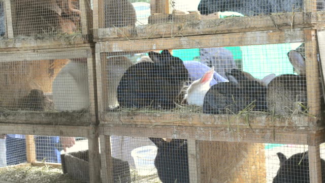 Conejos-en-primer-plano-de-jaulas.-Cría-de-animales-de-ganadería