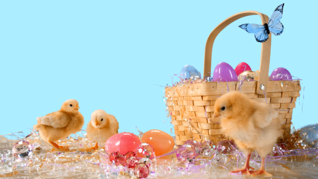 Adorable-chicks-hang-out-around-an-Easter-basket-in-front-of-a-blue-background