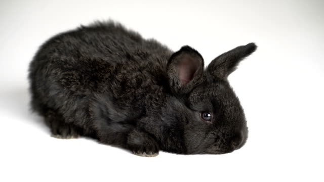 Kaninchen-oder-Hase-auf-weißem-Hintergrund