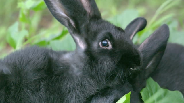 Telephoto-shot-of-two-black-rabbits-cuddle-to-each-other-on-heavy-wind