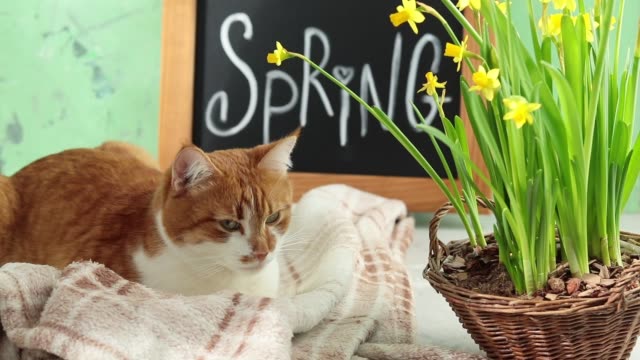 Ð¡ute-red-white-cat-resting-near-calligraphic-inscription-hand-lettering-letters-spring-on-black-chalkboard-standing-on-green-concrete-surface-with-yellow-blossom-narcissus-in-wicker-basket.