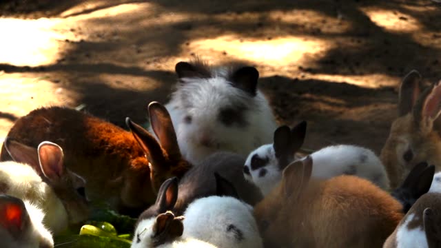 Schuss-eines-Kaninchens-auf-dem-Bauernhof,-Slow-motion