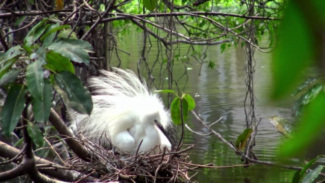 4k,-Silberreiher-kümmern-sich-um-das-Nest-mit-blauen-Eiern-auf-Baum-des-Sees-bei-Taipeh