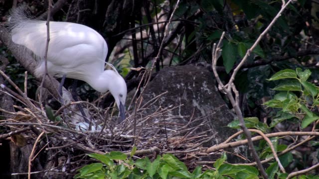 Slow-Motion-White-pájaro-Egretta-Garzetta-anidación-cuidar-nido-con-huevo-azul