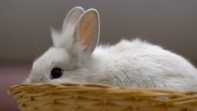 Süße-weiße-Kaninchen-essen,-Ohren-herausragen-aus-Korb,-Ostern-Symbol-Nahaufnahme