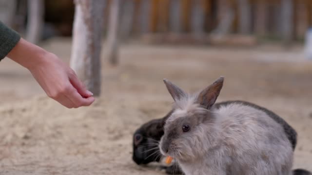 Girl-feeds-a-carrot-rabbit