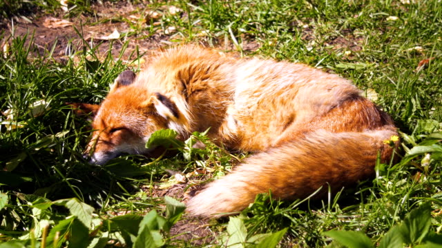 Beautiful-furry-wild-red-fox-resting-and-sleeping-after-hunt-on-sunny-day-on-meadow-in-forrest